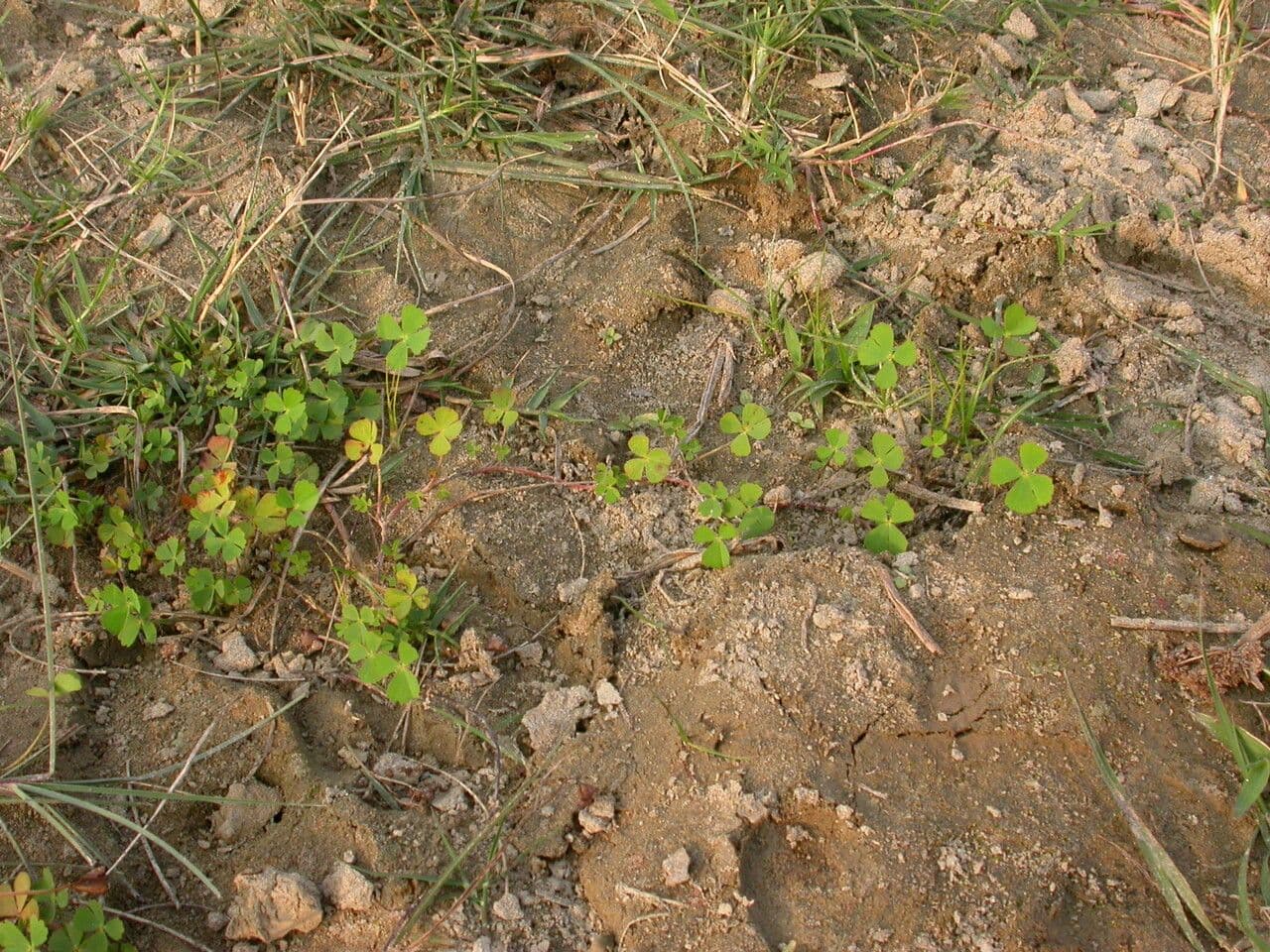 Marsilea minuta 6