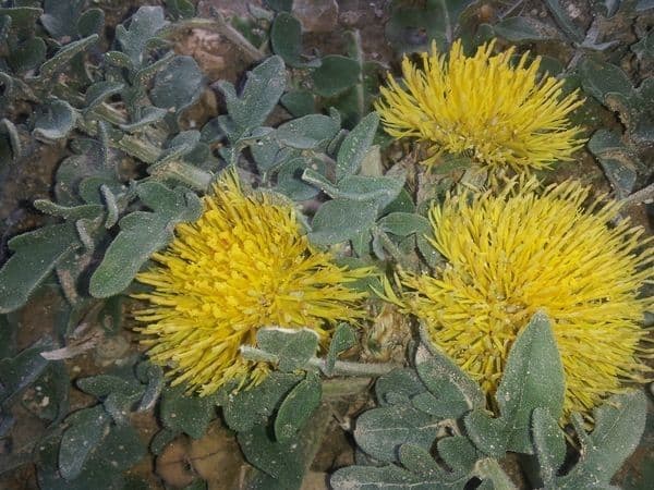 Zottiger Flockenblume 7