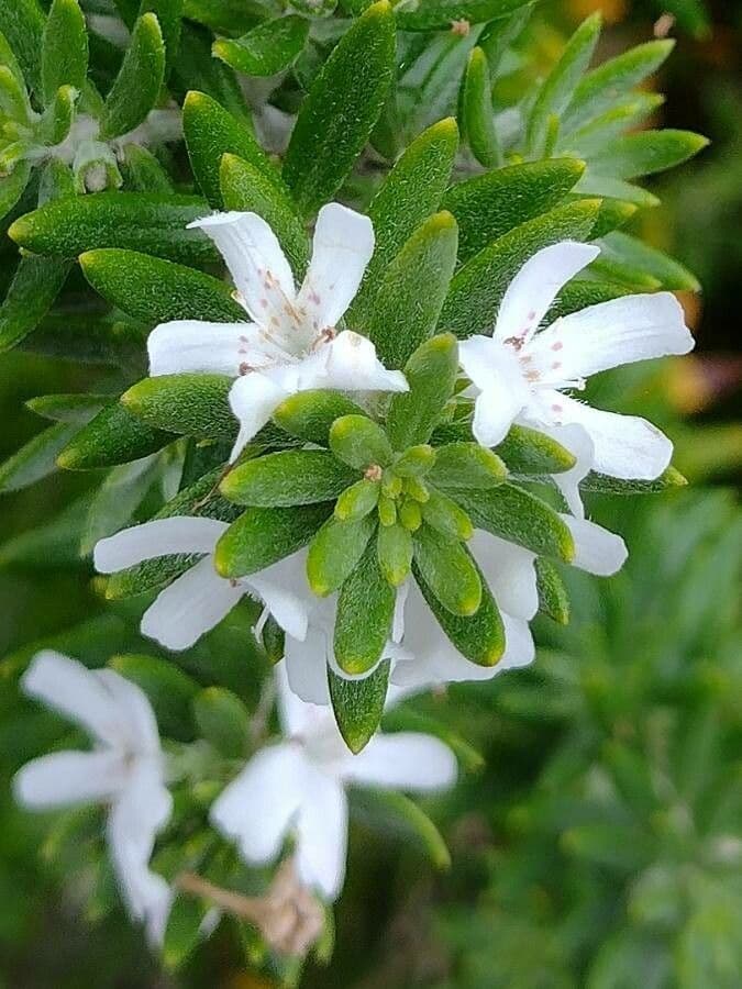 Westringia arbustiva 7
