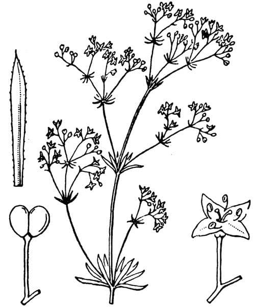 Caglio liscio 20