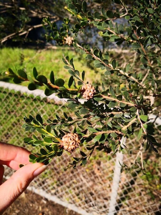 Melaleuca 5