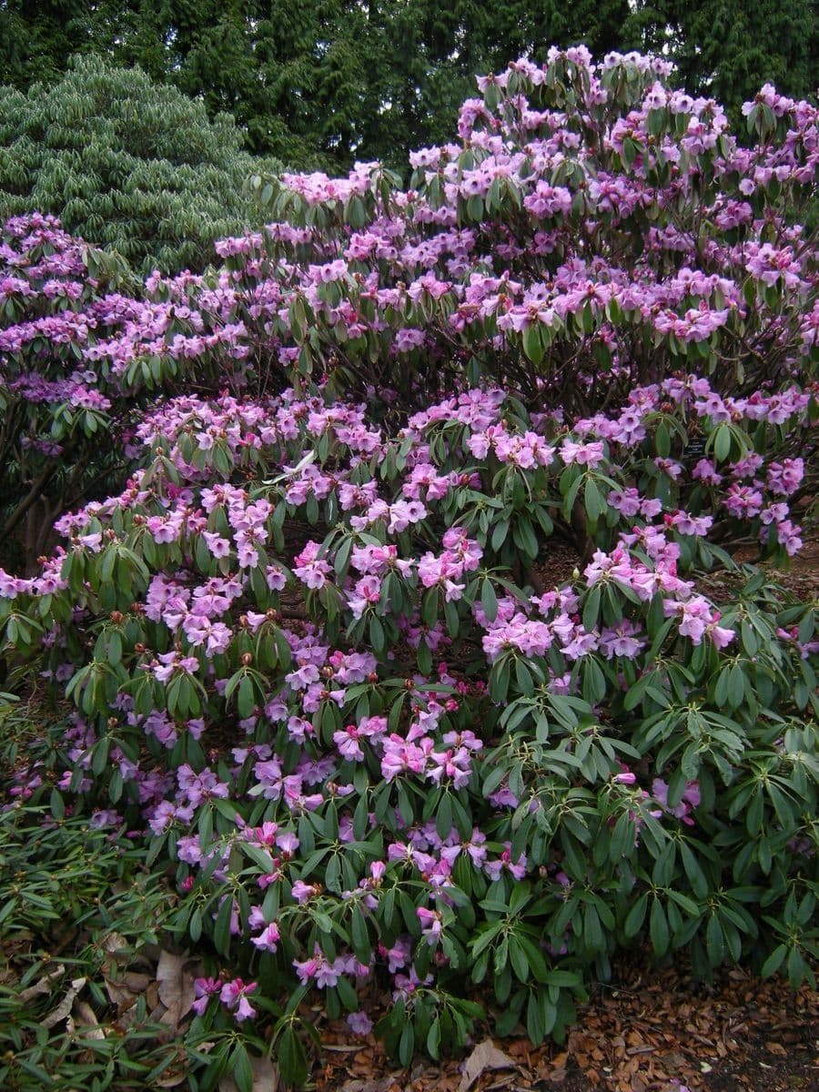 Rododendro 9
