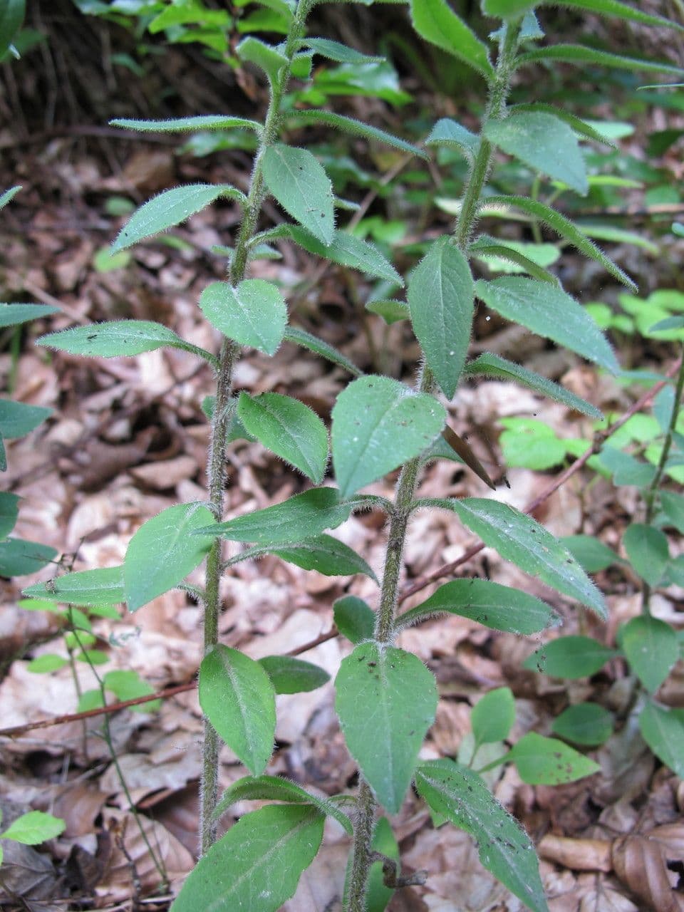 Baumgartens Glockenblume 9