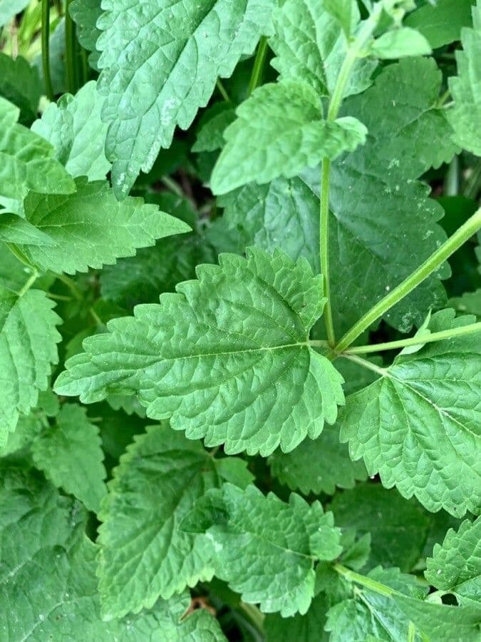 Scutellaria altissima 20