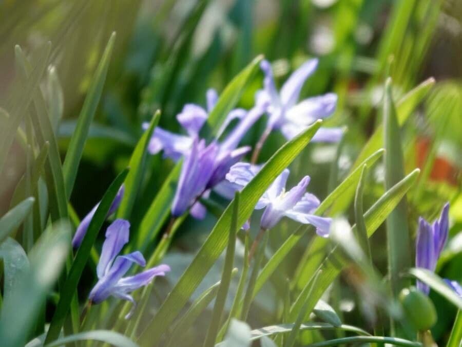 Scilla di Boissier 14