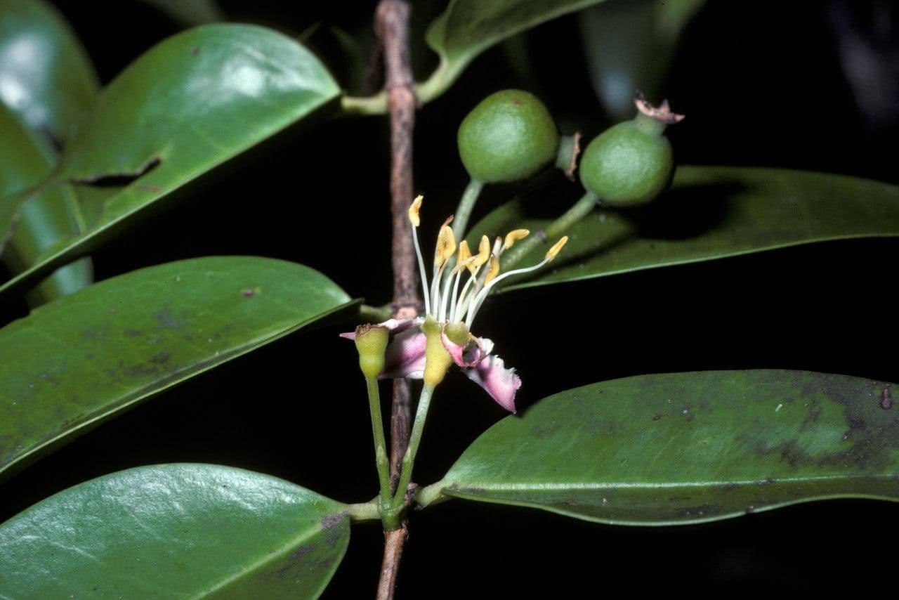 Mouriri de Guyane 2