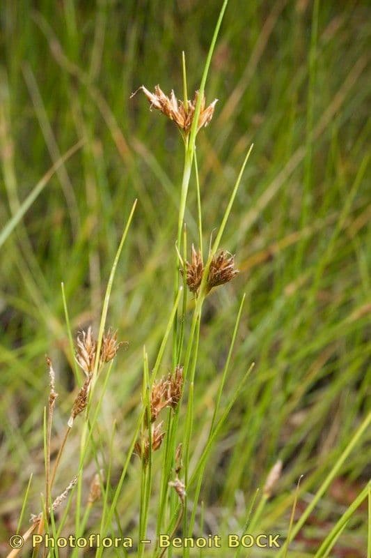 Rincoespora parda 20