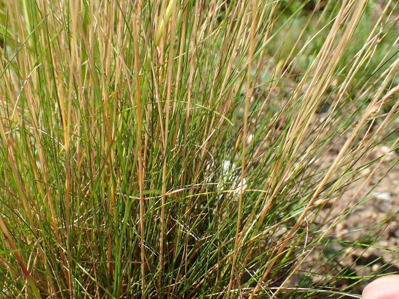 Festuca filiforme 11