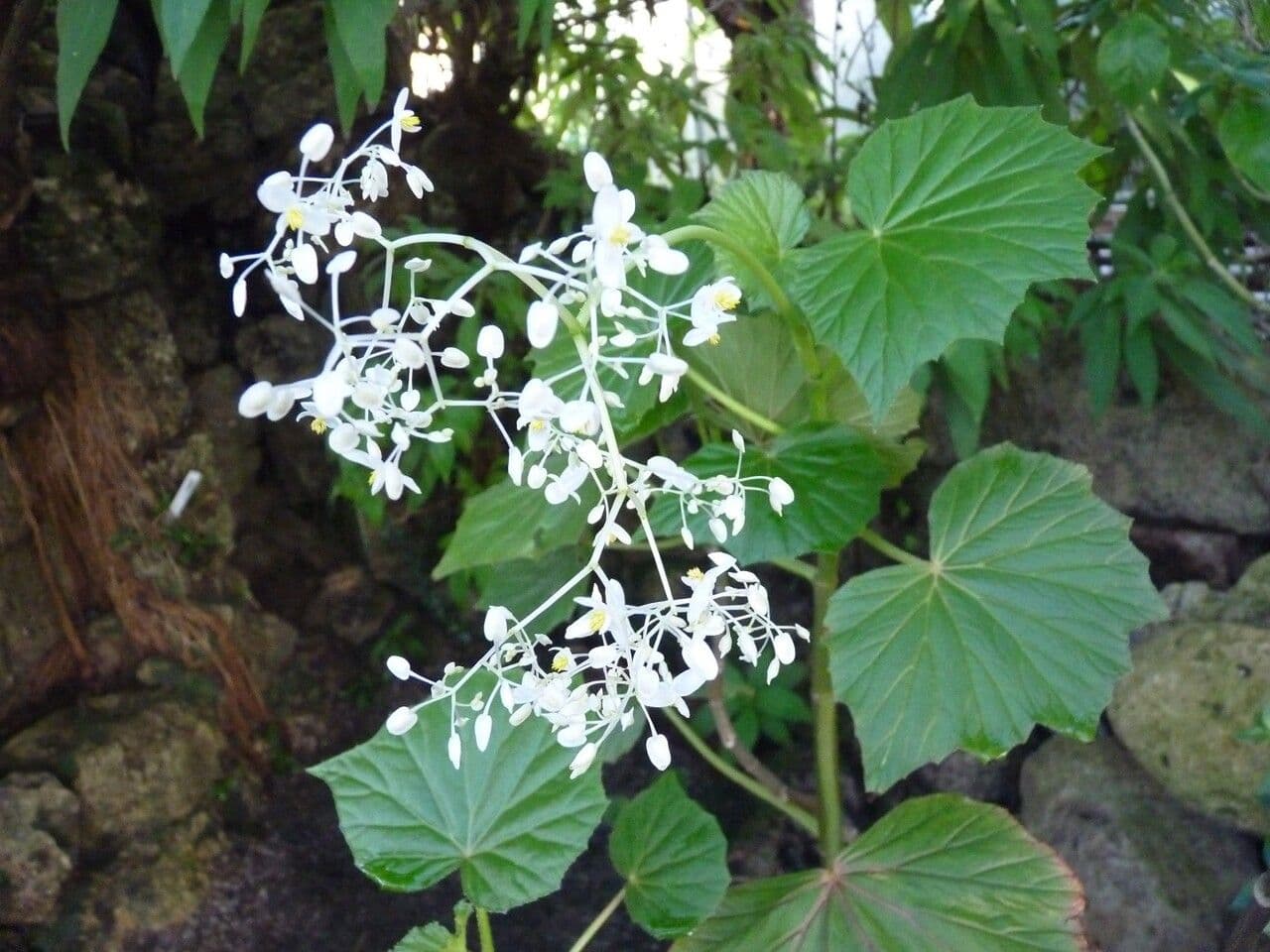 Begonia 22
