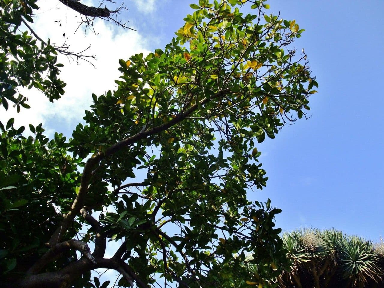 Karapofrucht 14