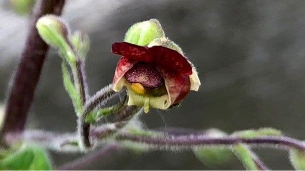 Escrofularia 10
