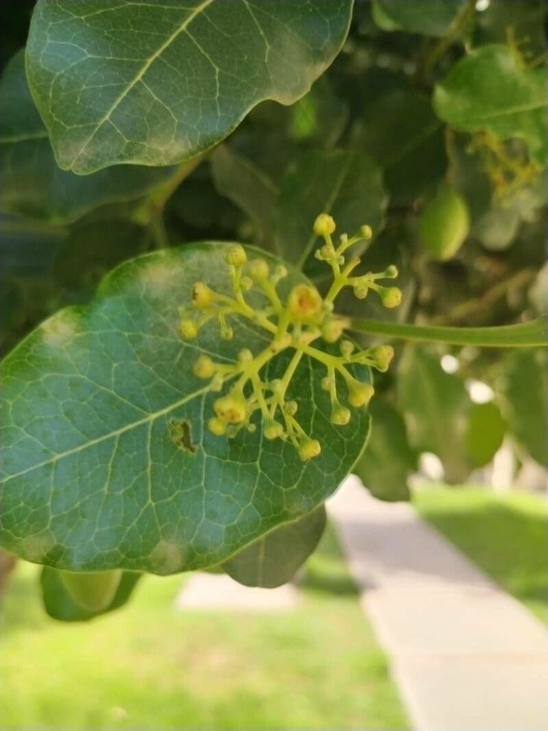 Bellota 3