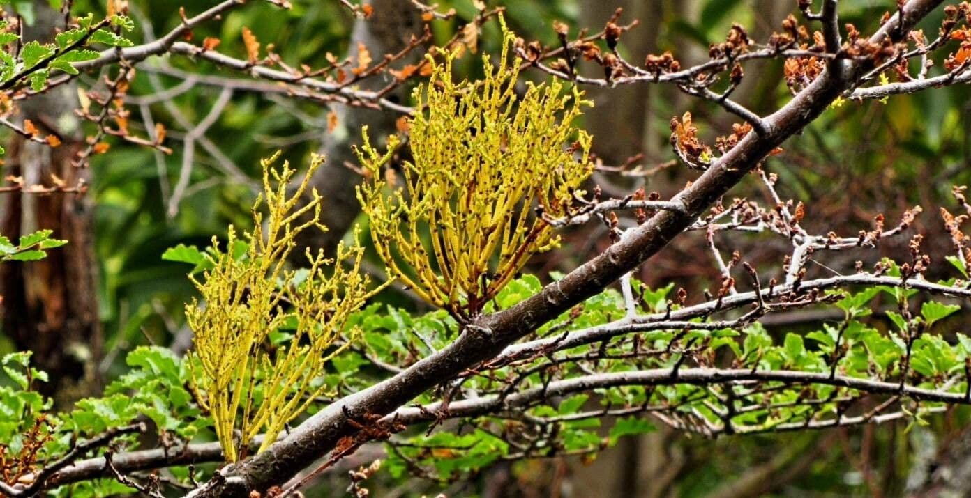 Misodendrum