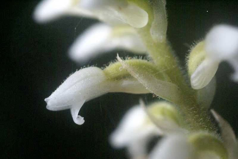Microchilus plantagineus 2