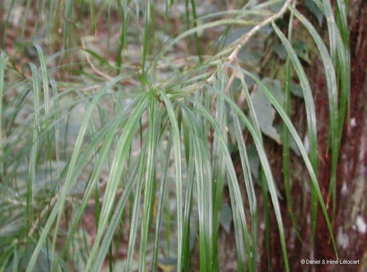 Freycinetia 14