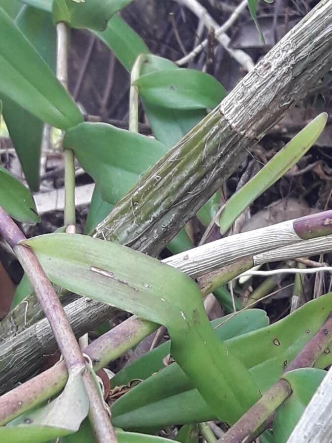 Orchidea colombina 19