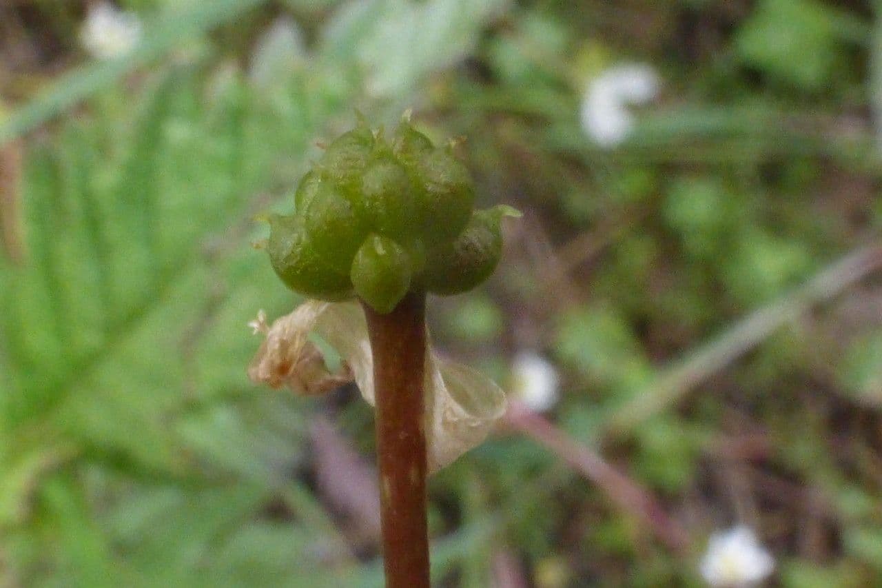 Botoncillo