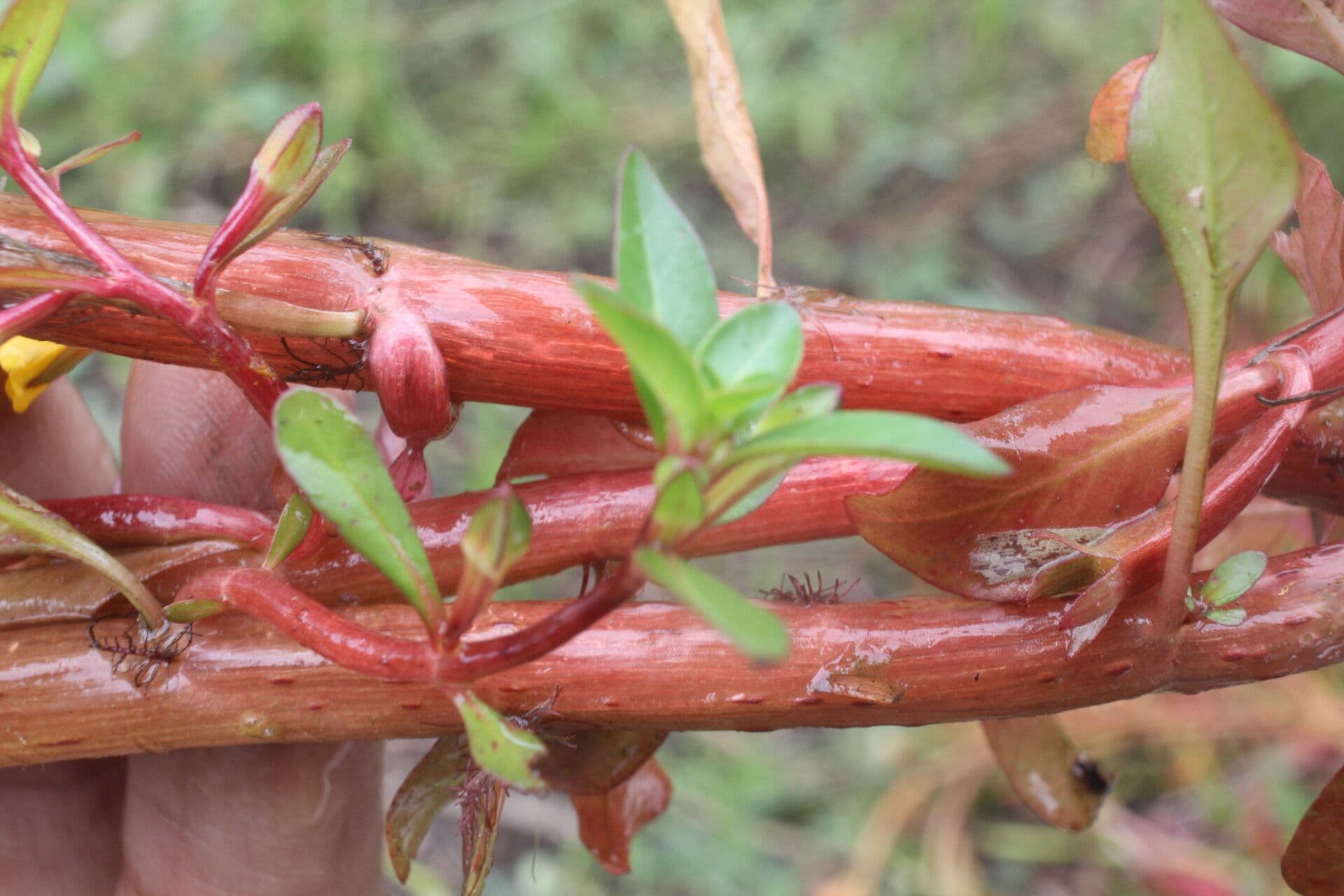 Ludwigia 10