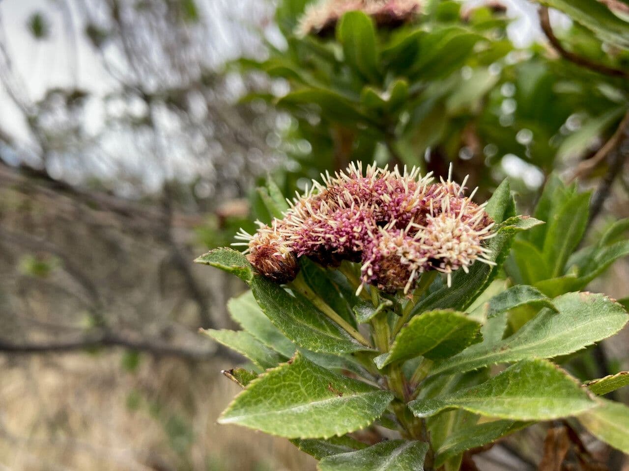 Plum-leaved Baccharis 7