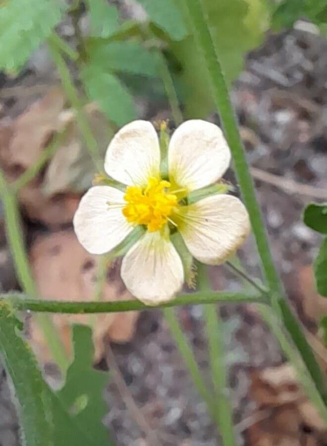Herissantia Crispa 4