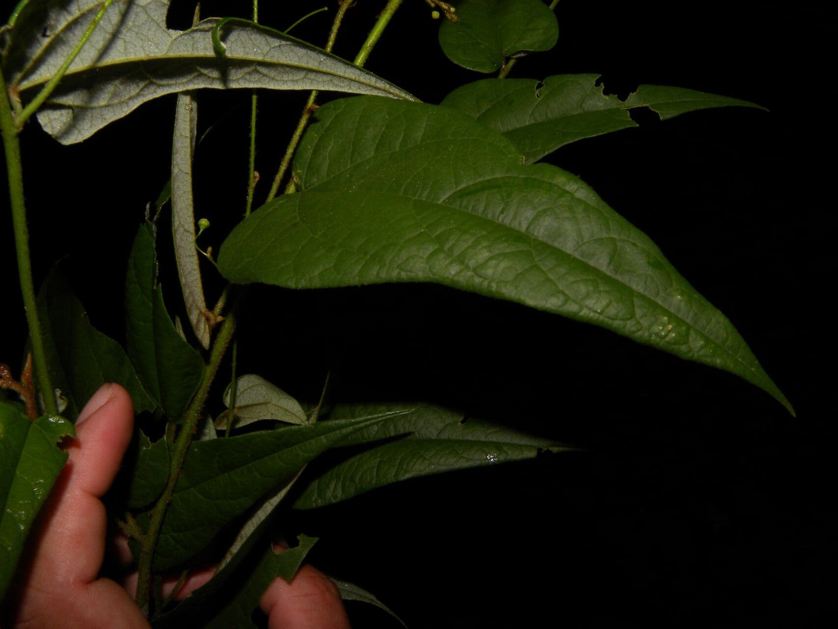 Periplocifolia-Wissadula 5