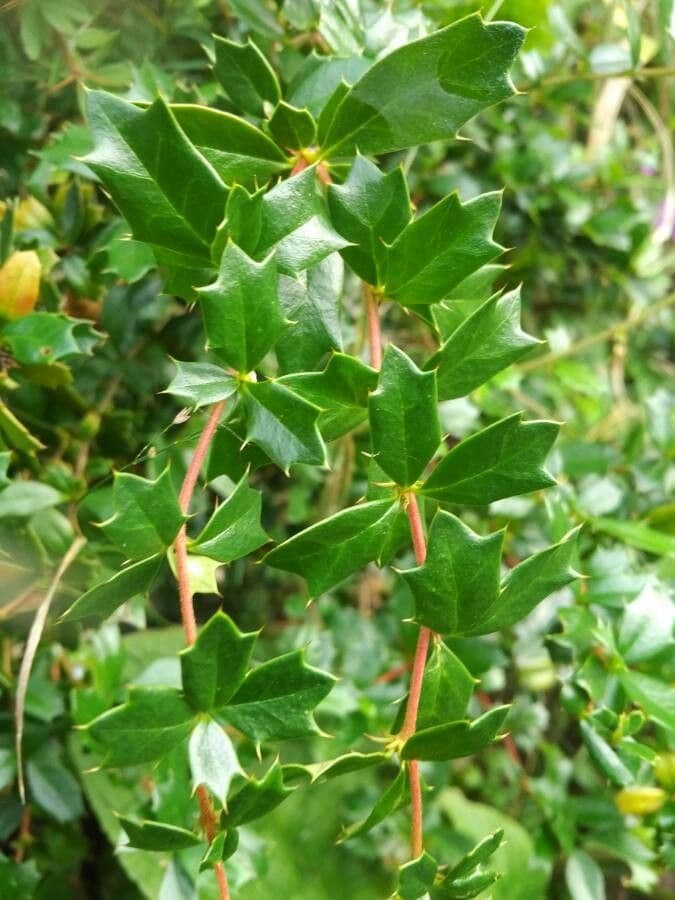 Berberis de Darwin 18