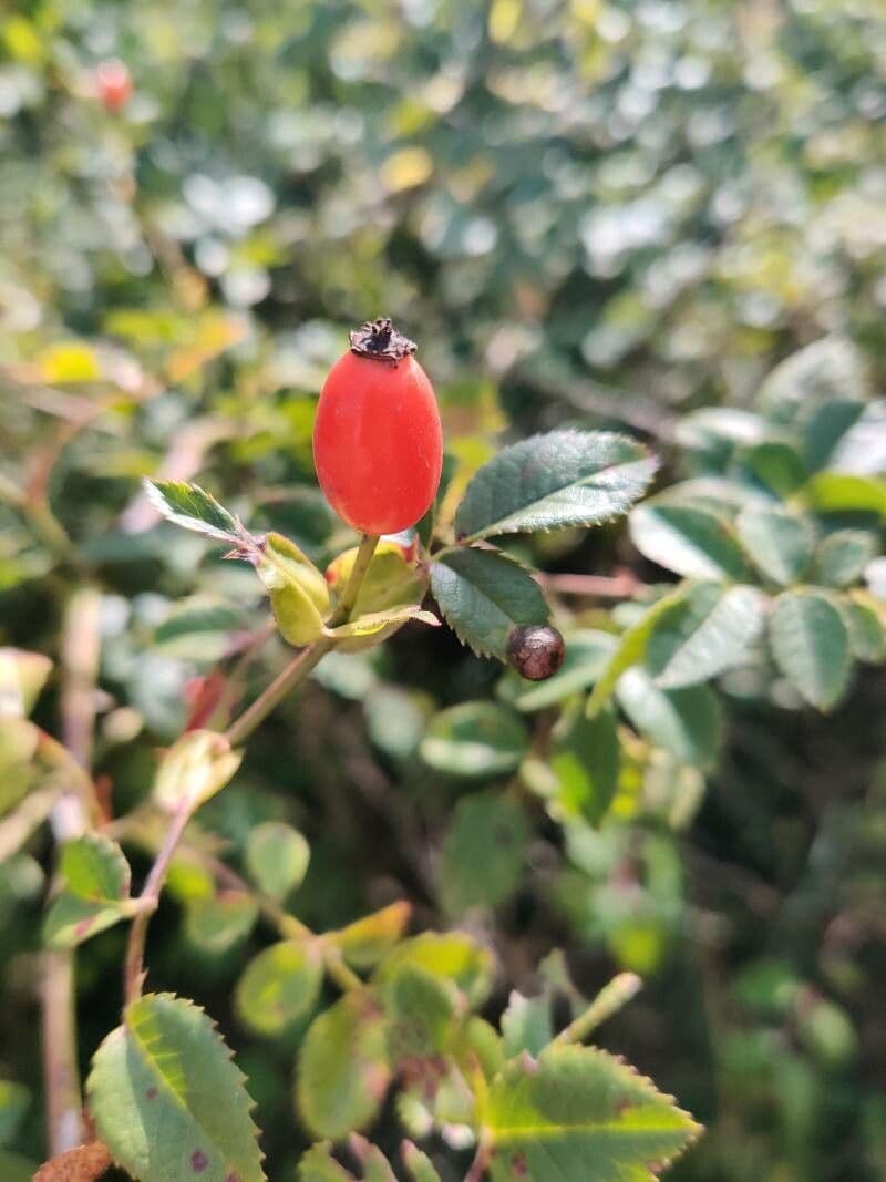 Spitzblättrige Rose 3