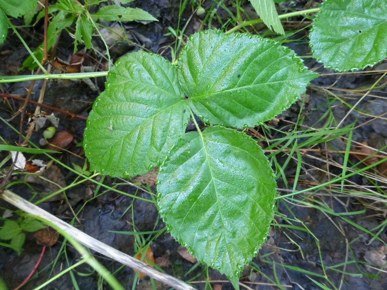 Rovo 7