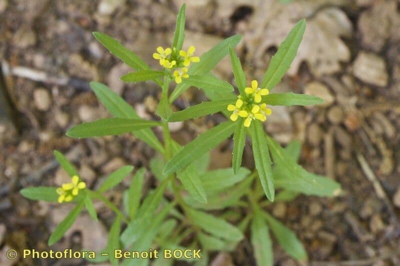 Erysimum incanum 5