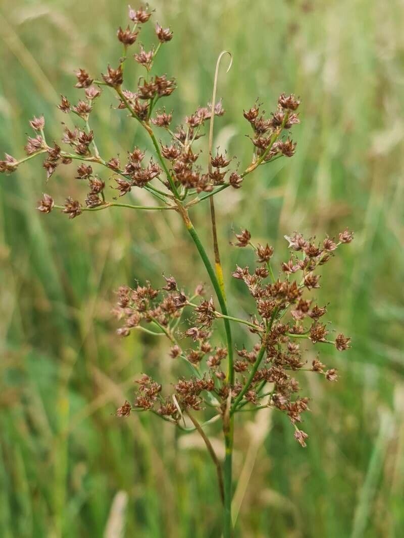 Spitzblütige Binse 4