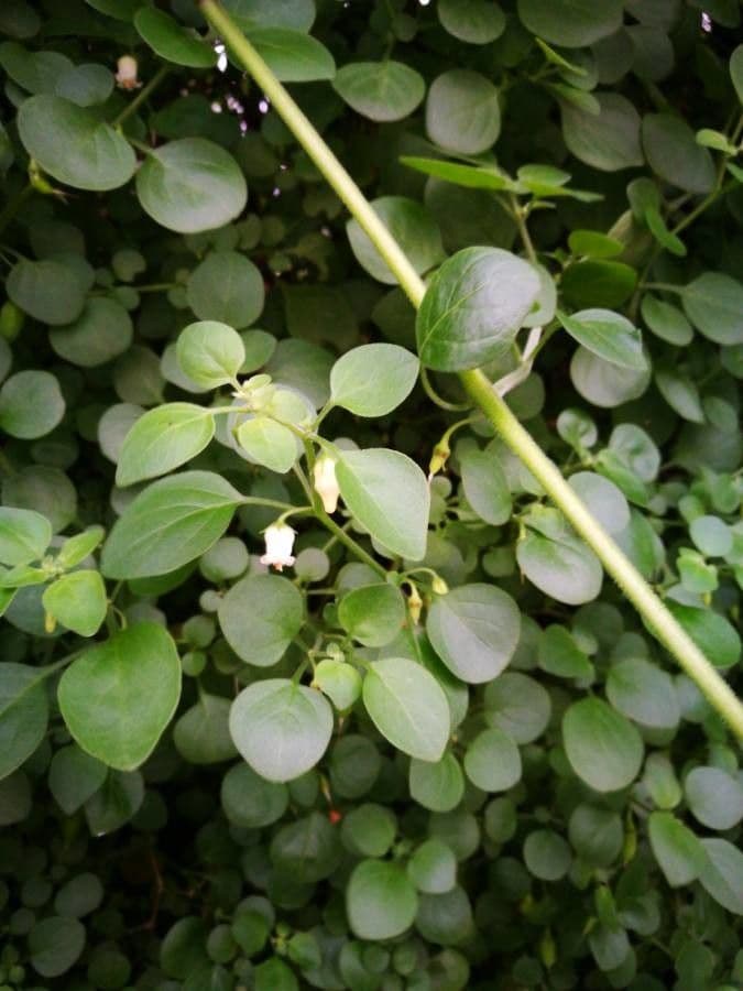 Salpichroa origanifolia 10