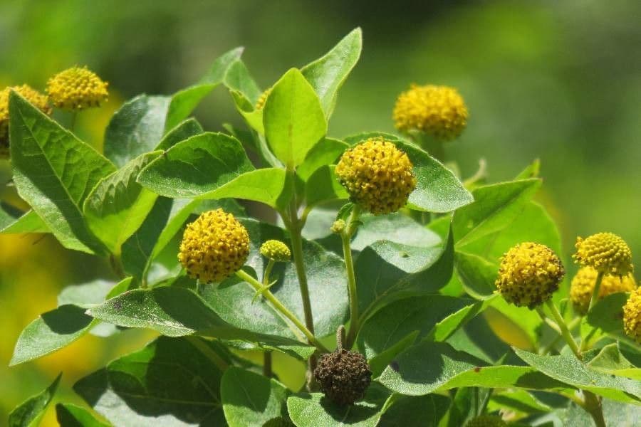 Podanthus 3