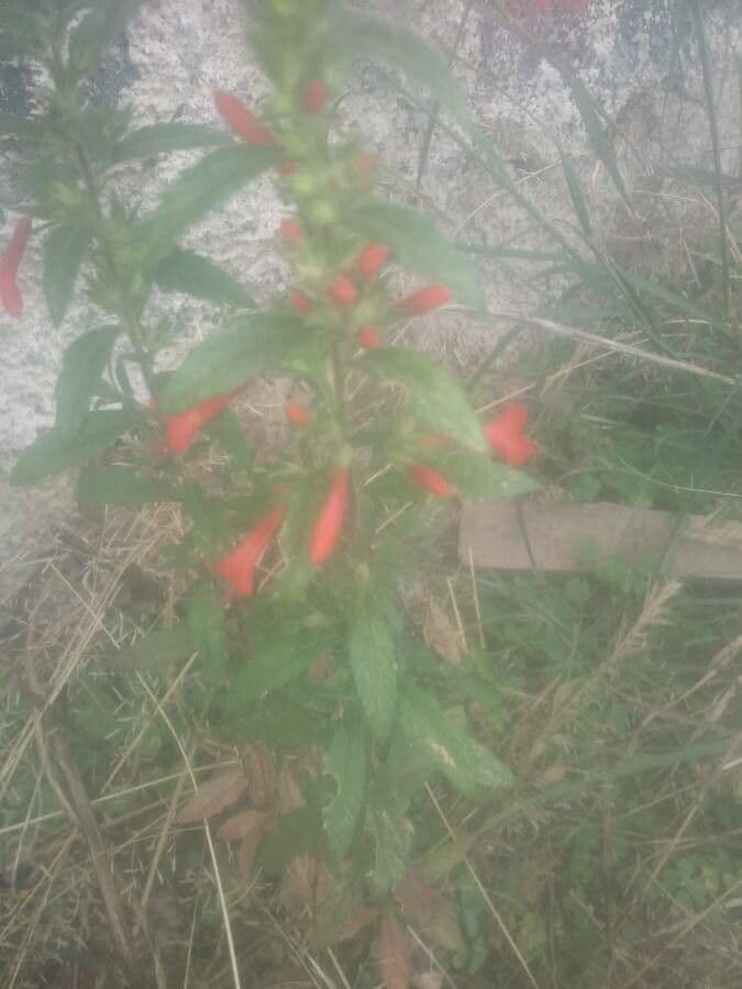 Falso calico messicano