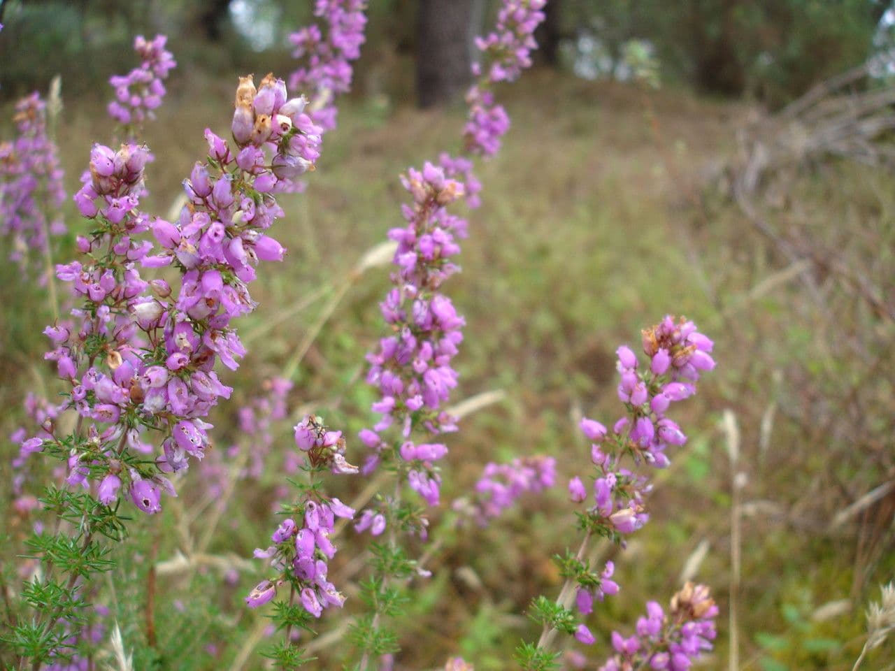 Graue Heide 28