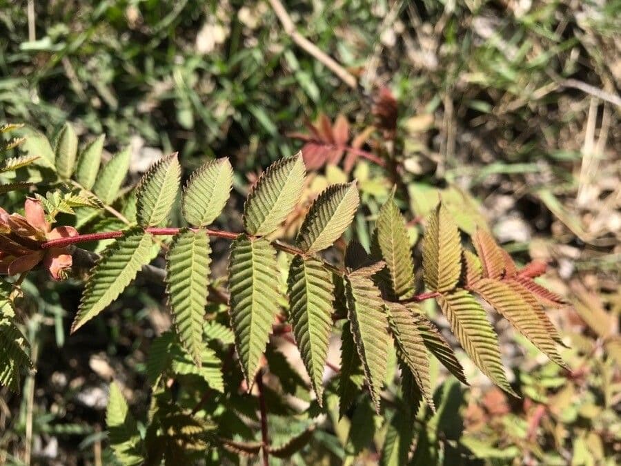 Sorbaria 24