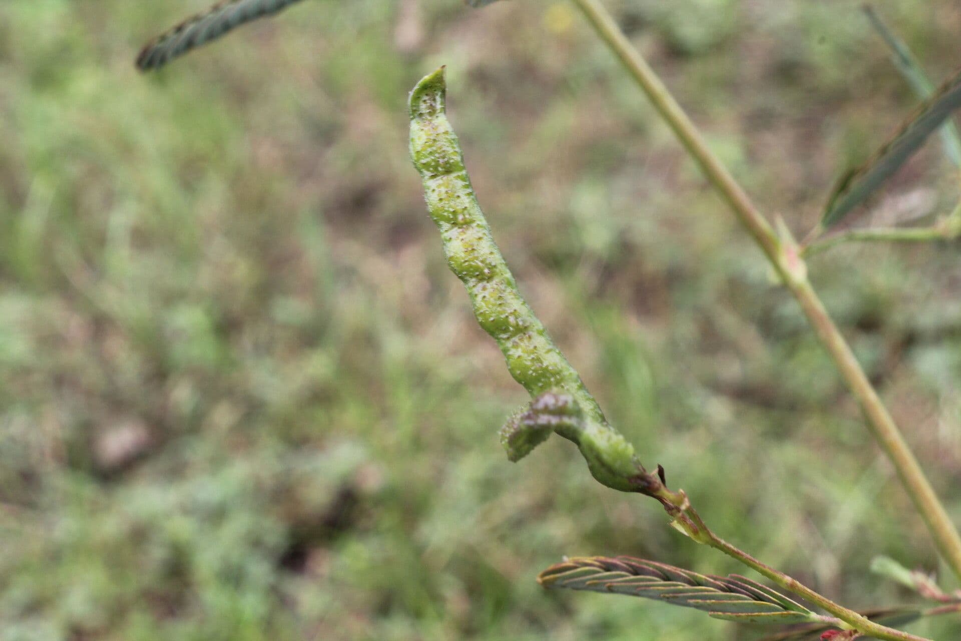 Aeschynomene ruvida 4