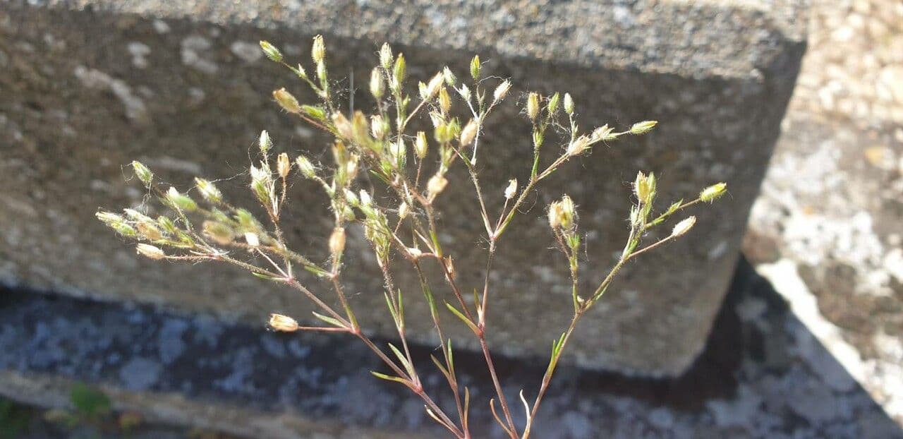 Minuartia ibrida 2