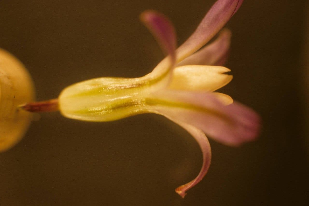 Brodiaea bledá 4