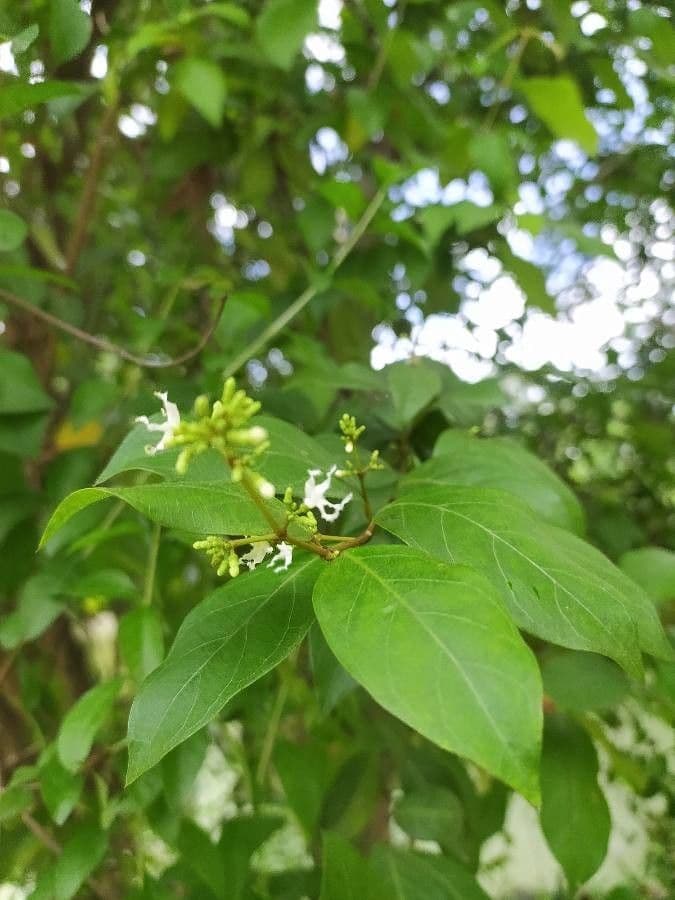 Citharexylum 19