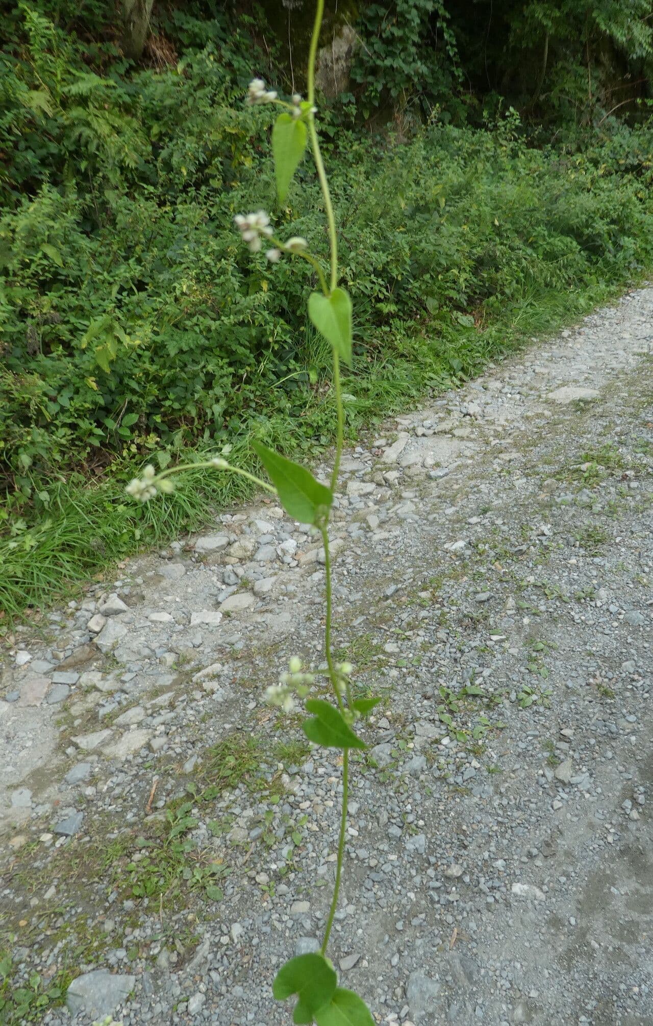 Opletka obecná 23