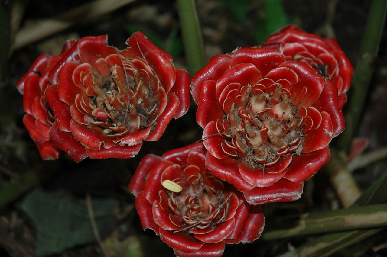 Etlingera 5