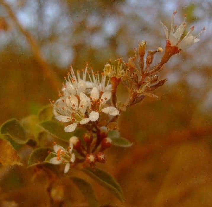 Combretum 9