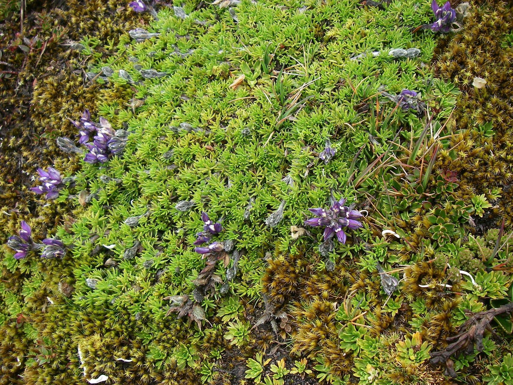 Kleinblättrige Lupine 7