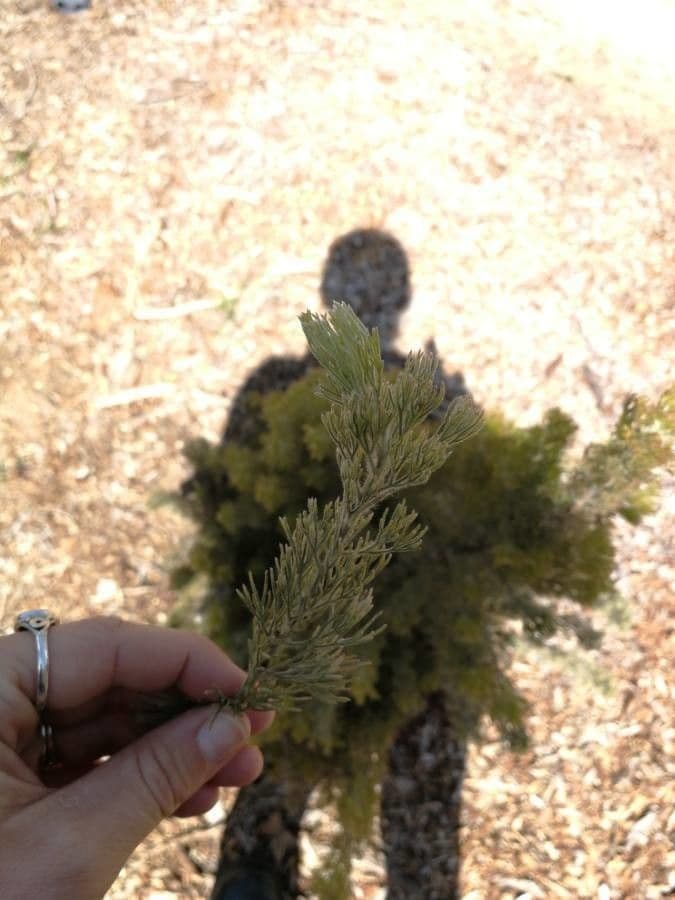 Adenanthos 16