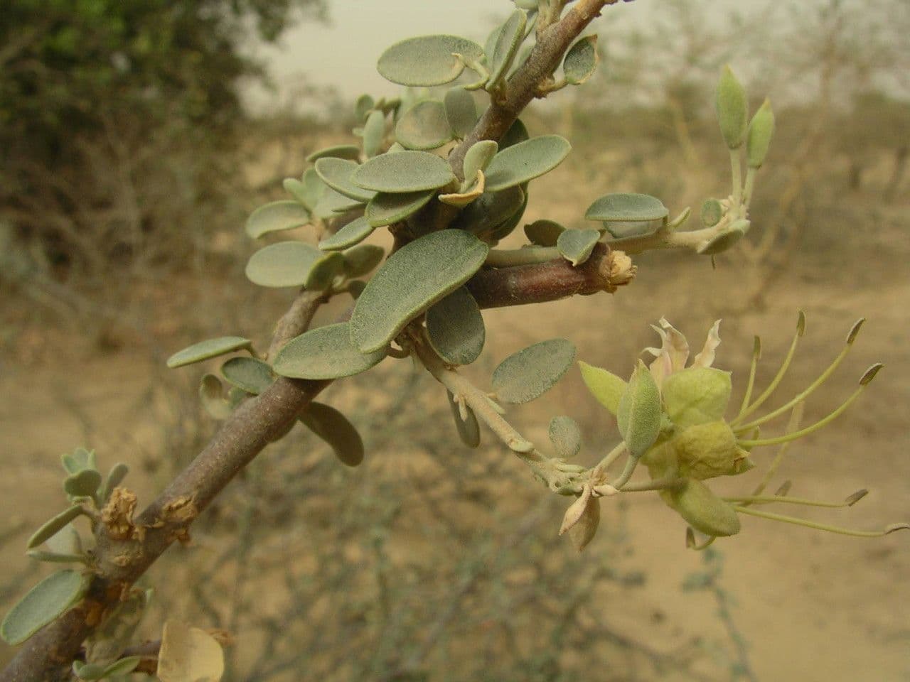 Cadaba farinosa 15