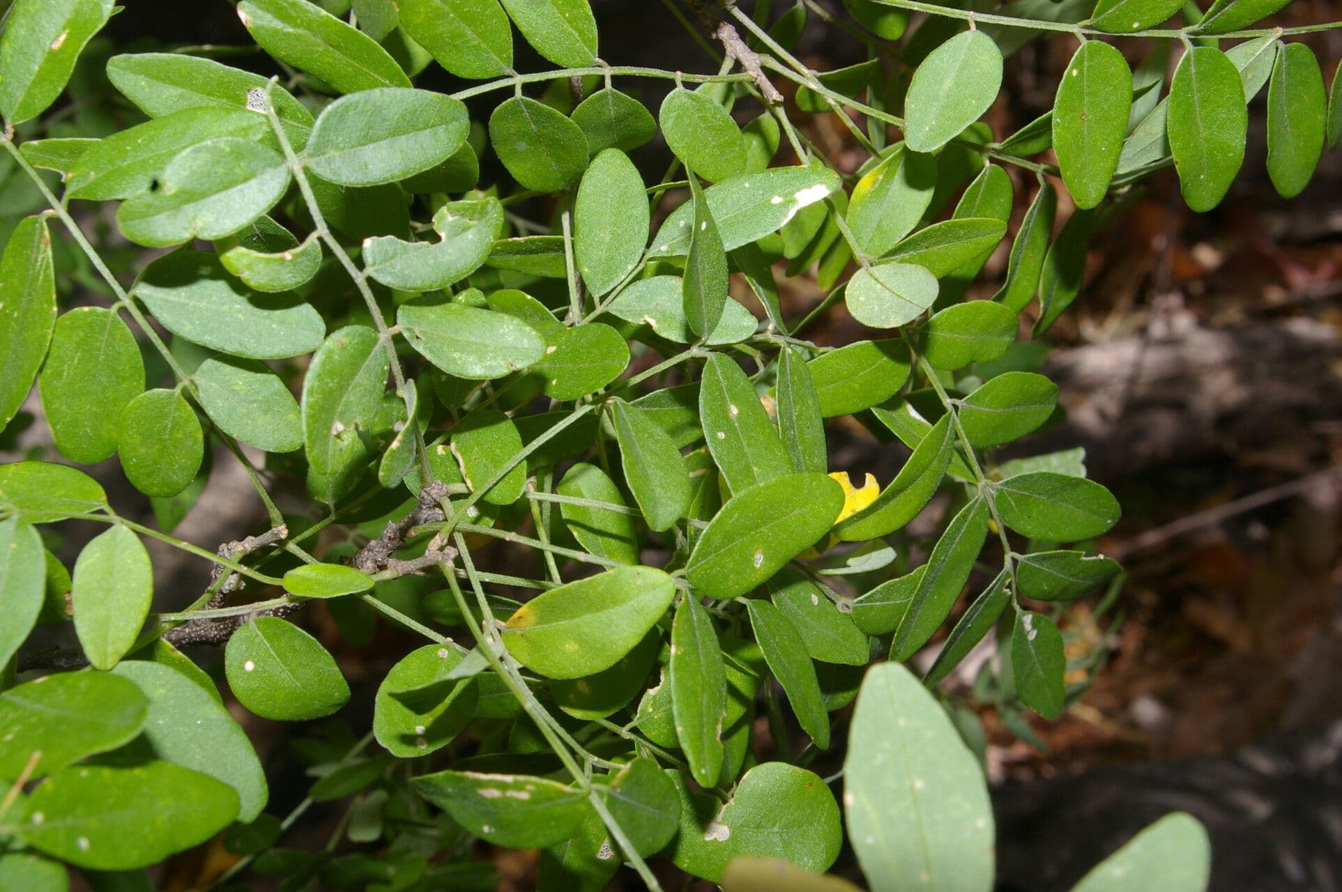 Lonchocarpus