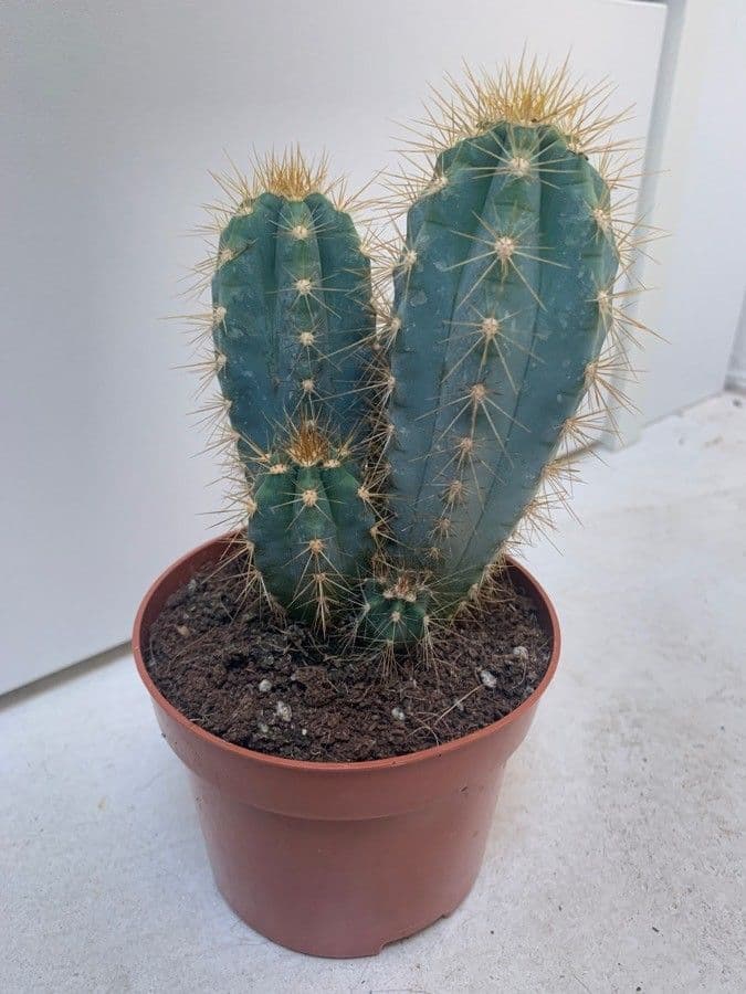 Pilosocereus pachycladus 15