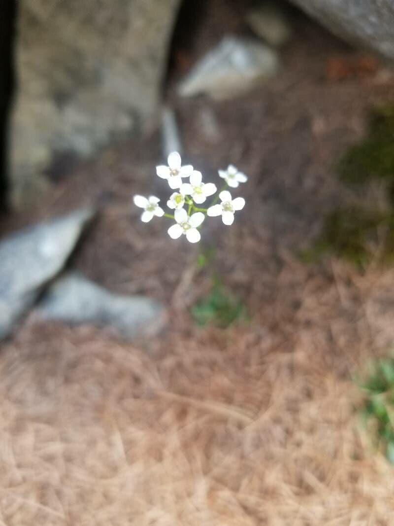 Coclearia sassifraga 6