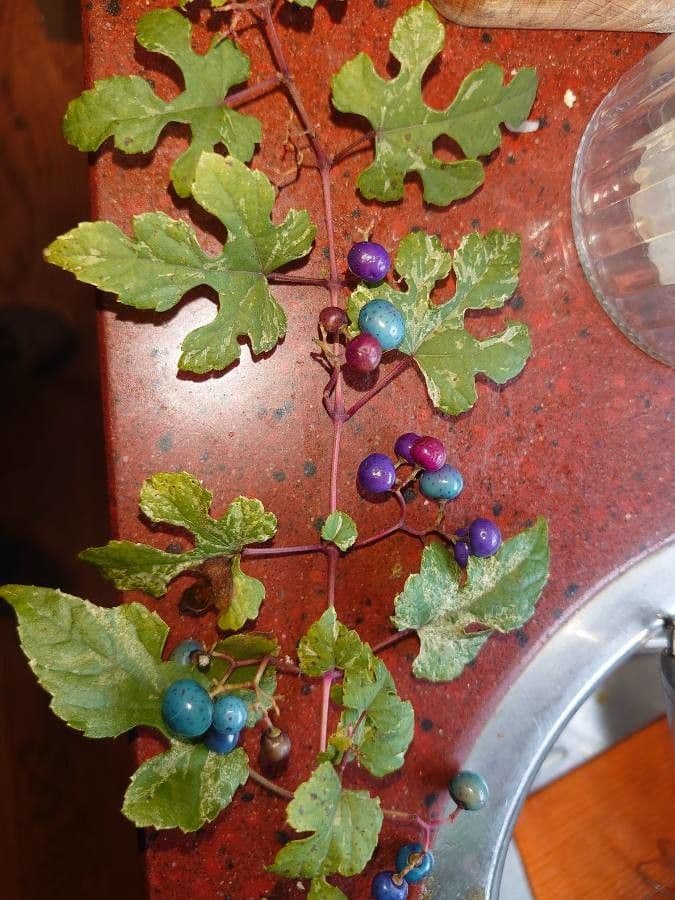 Ampelopsis glandulosa 12