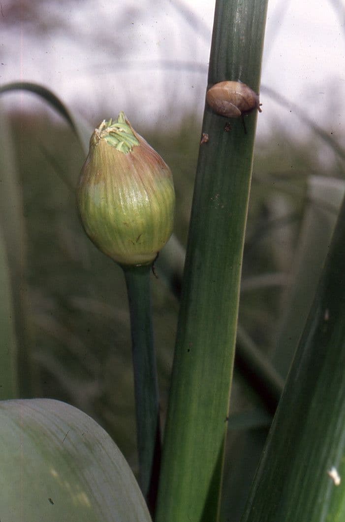 Aglio nero 20